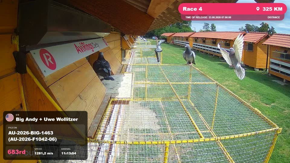 Pigeon Arrival Image For Race Race 4