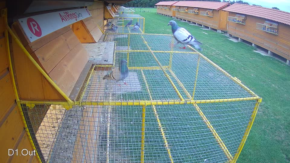 Pigeon Arrival Image For Race Race 6