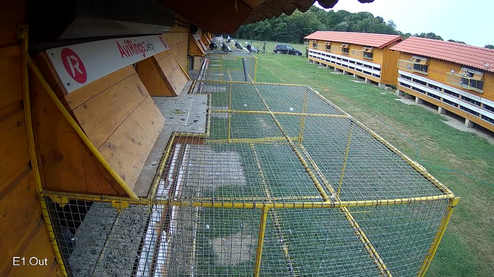Pigeon Arrival Image For Race Race 3