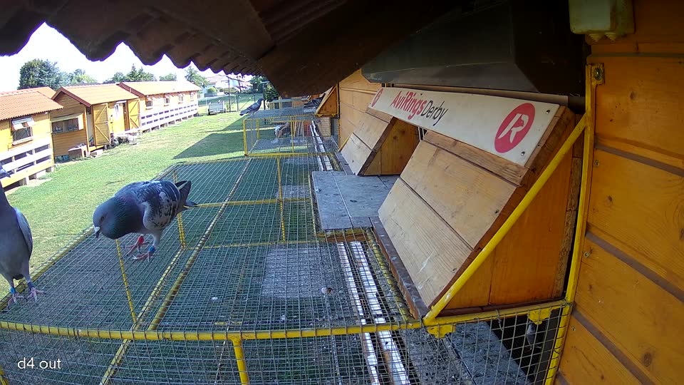 Pigeon Arrival Image For Race Race 1