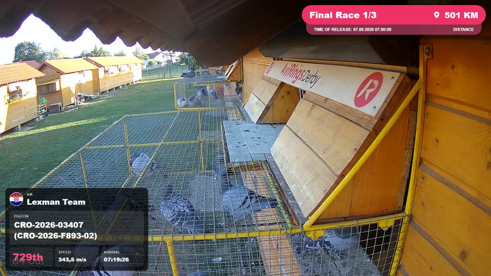 Pigeon Arrival Image For Race Final Race 1/3