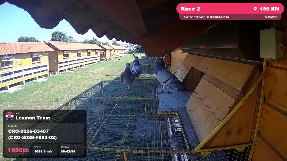 Pigeon Arrival Image For Race Race 2