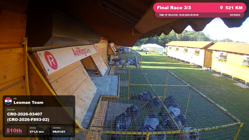 Pigeon Arrival Image For Race Final Race 3/3