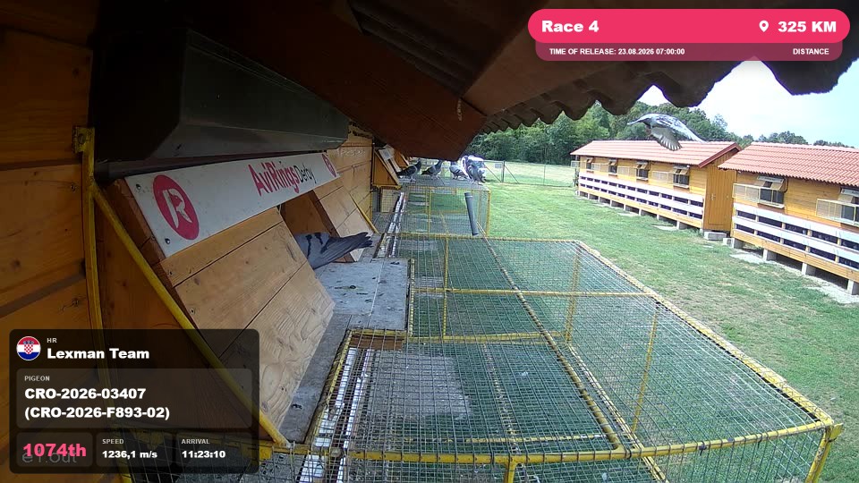 Pigeon Arrival Image For Race Race 4