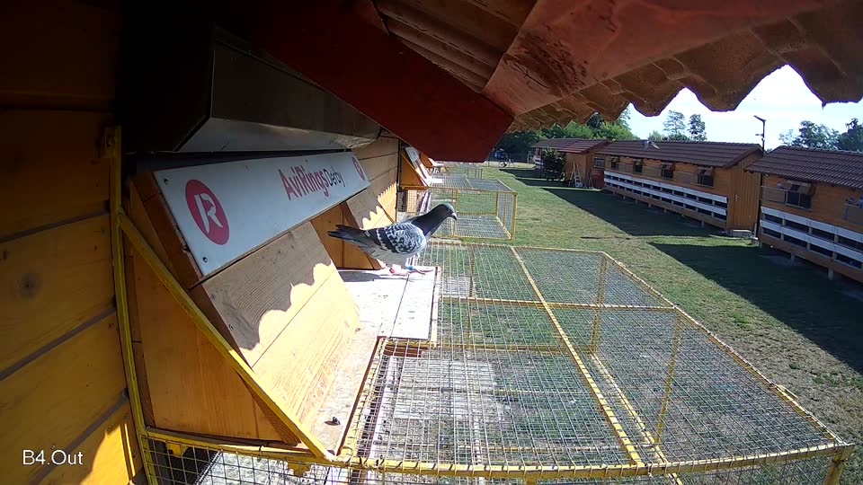 Pigeon Arrival Image For Race Race 2