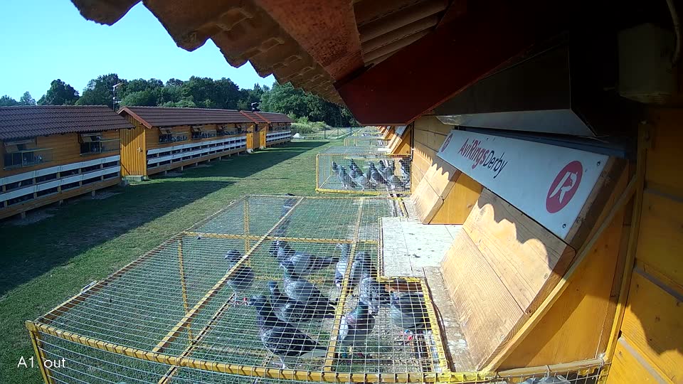 Pigeon Arrival Image For Race Race 1