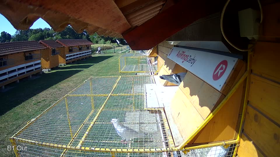 Pigeon Arrival Image For Race Race 2