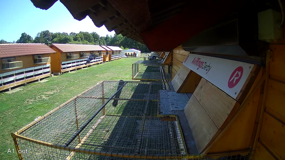 Pigeon Arrival Image For Race Final Race 1/3