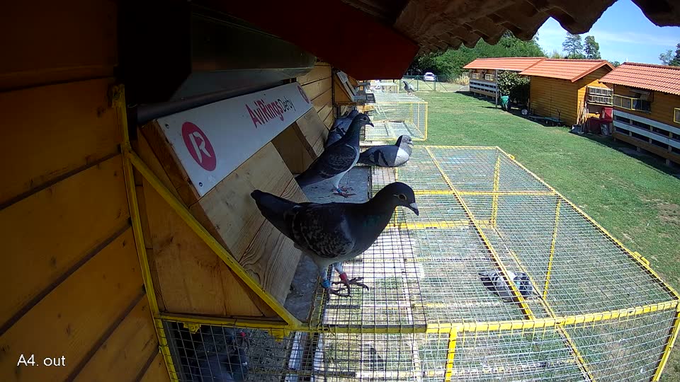 Pigeon Arrival Image For Race Race 4