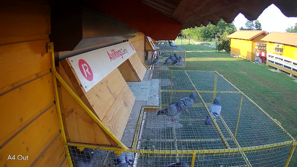 Pigeon Arrival Image For Race Race 3