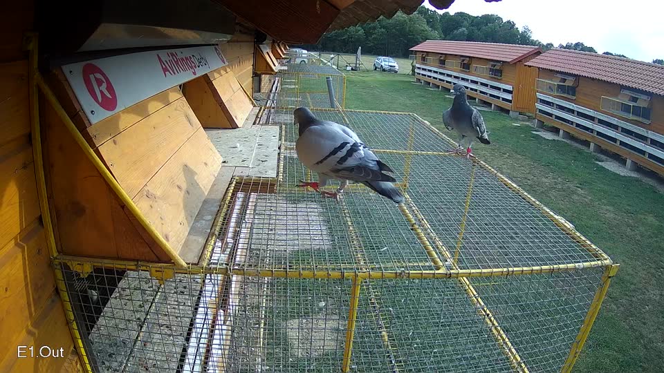 Pigeon Arrival Image For Race Race 4