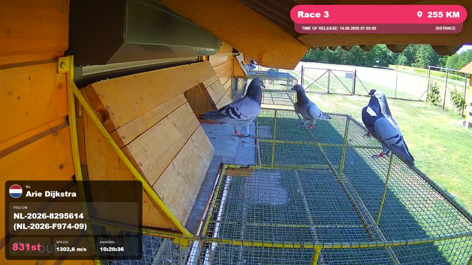 Pigeon Arrival Image For Race Race 3
