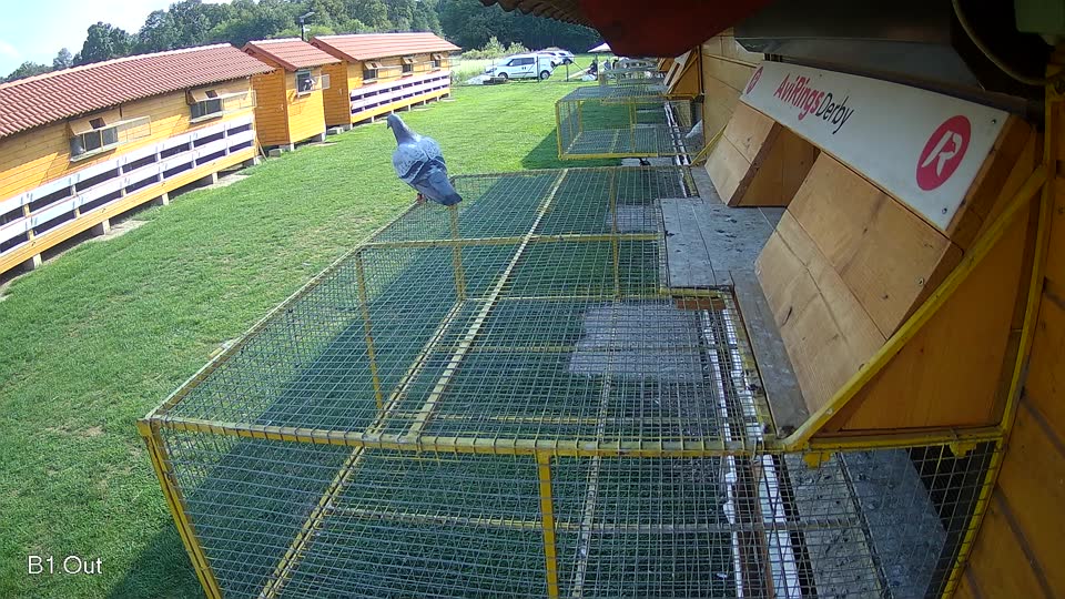 Pigeon Arrival Image For Race Final race 1
