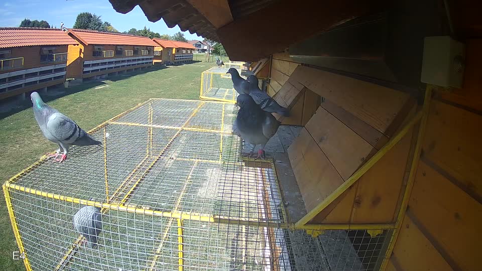 Pigeon Arrival Image For Race Race 5