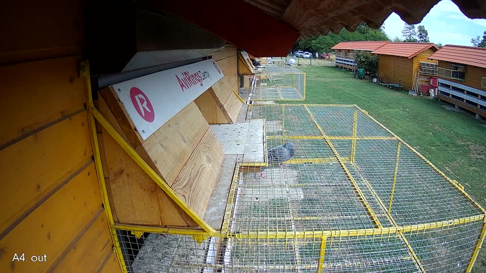 Pigeon Arrival Image For Race Race 4