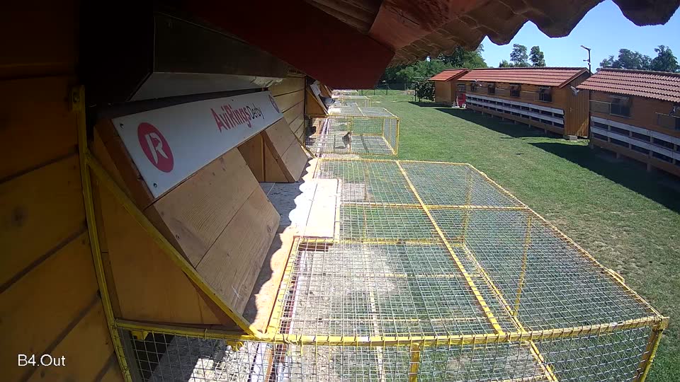 Pigeon Arrival Image For Race Race 2