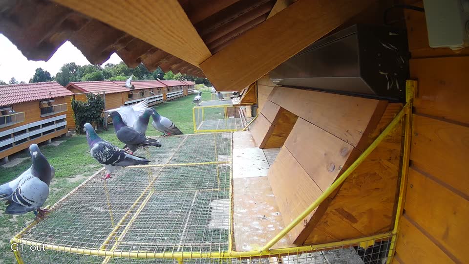 Pigeon Arrival Image For Race Race 4