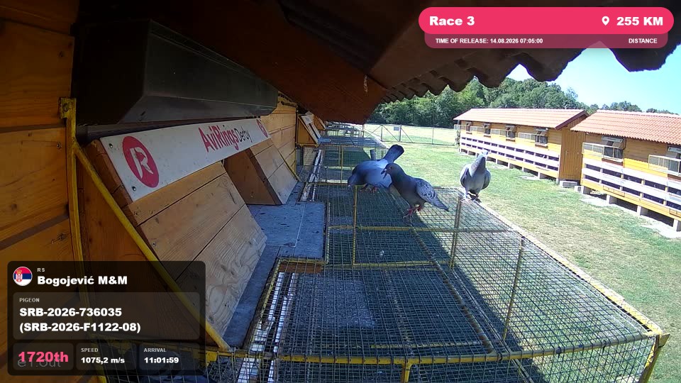 Pigeon Arrival Image For Race Race 3
