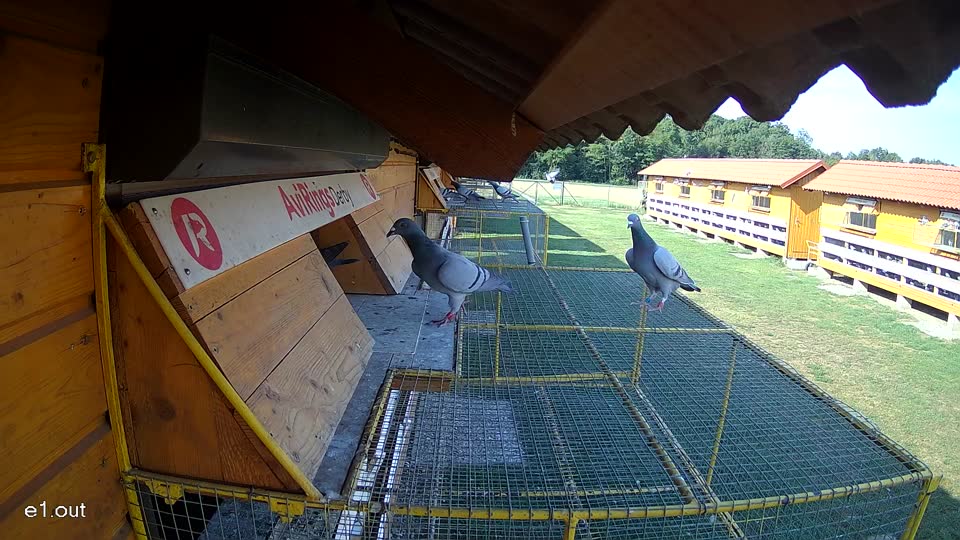 Pigeon Arrival Image For Race Race 1