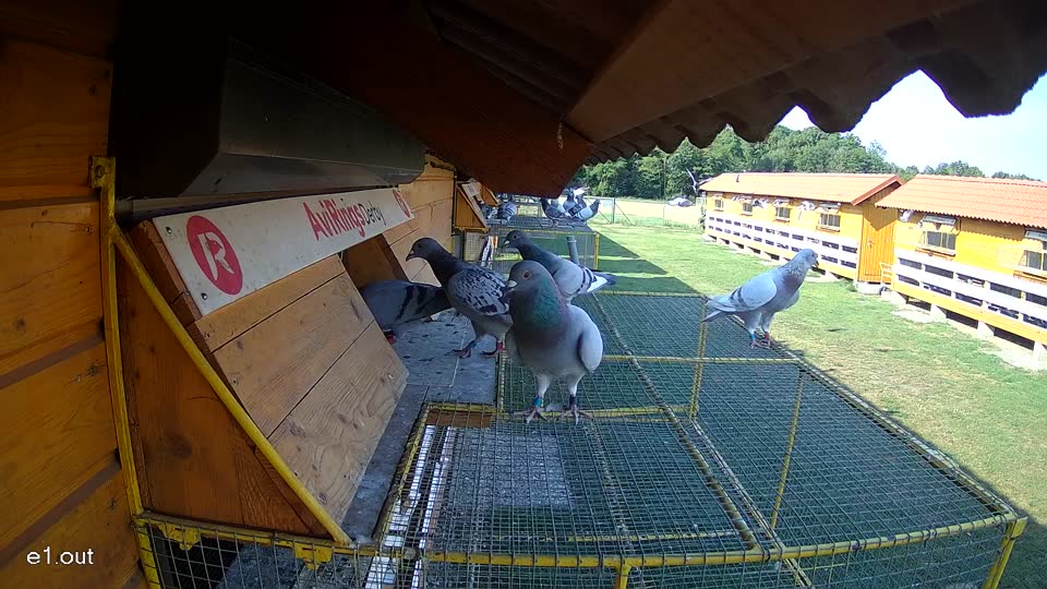 Pigeon Arrival Image For Race Race 1