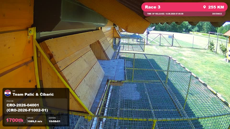 Pigeon Arrival Image For Race Race 3