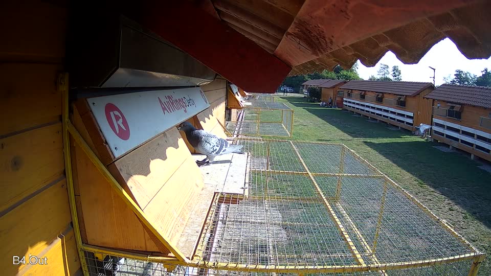 Pigeon Arrival Image For Race Race 1
