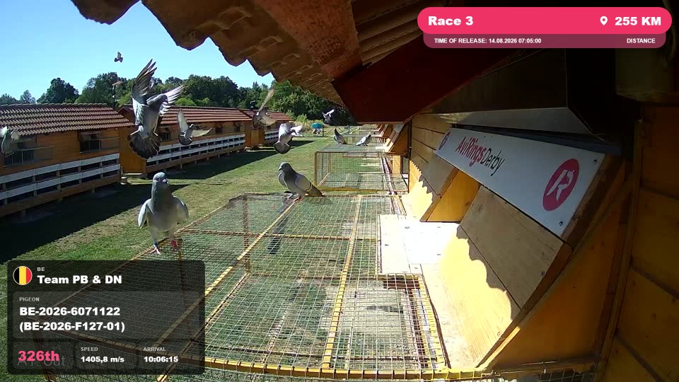 Pigeon Arrival Image For Race Race 3