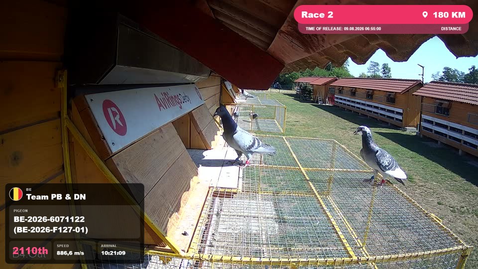 Pigeon Arrival Image For Race Race 2