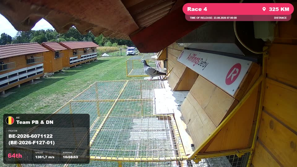 Pigeon Arrival Image For Race Race 4