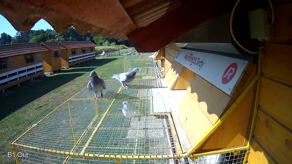 Pigeon Arrival Image For Race Race 2