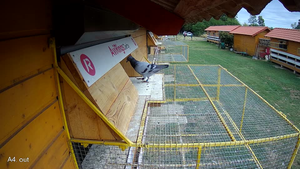 Pigeon Arrival Image For Race Race 4
