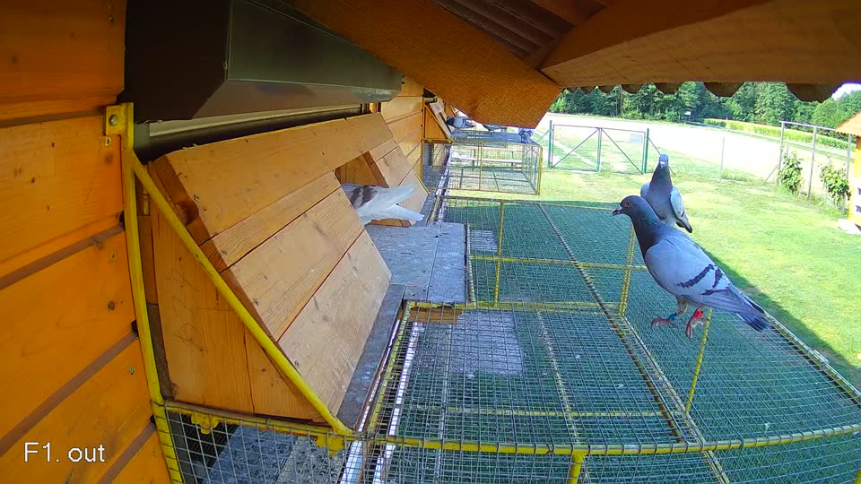 Pigeon Arrival Image For Race Race 1