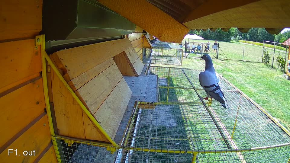 Pigeon Arrival Image For Race Race 5