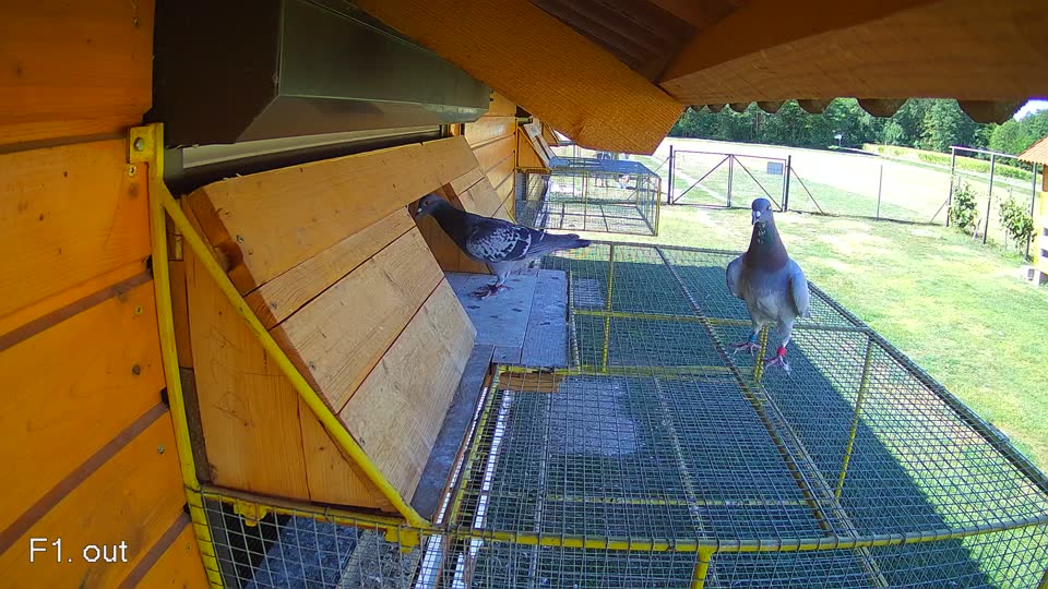 Pigeon Arrival Image For Race Race 3