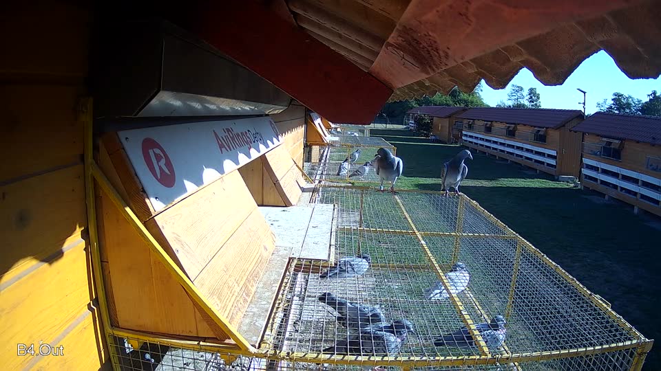 Pigeon Arrival Image For Race Final Race 1/3