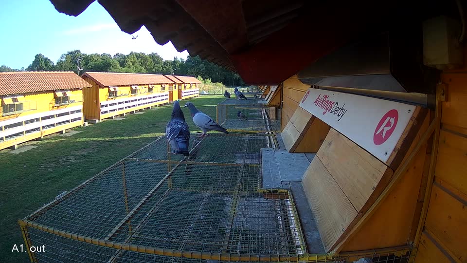 Pigeon Arrival Image For Race Race 5