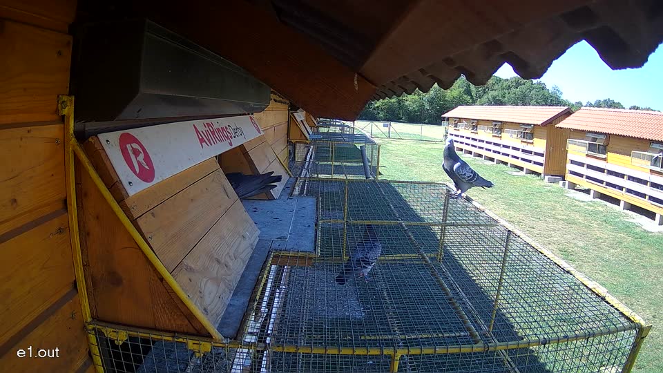 Pigeon Arrival Image For Race Race 3