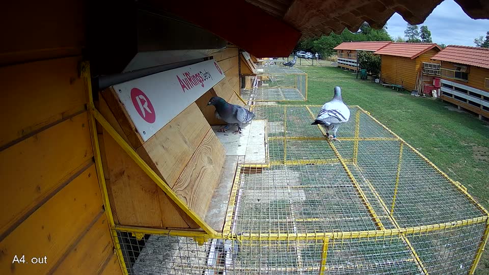 Pigeon Arrival Image For Race Race 4
