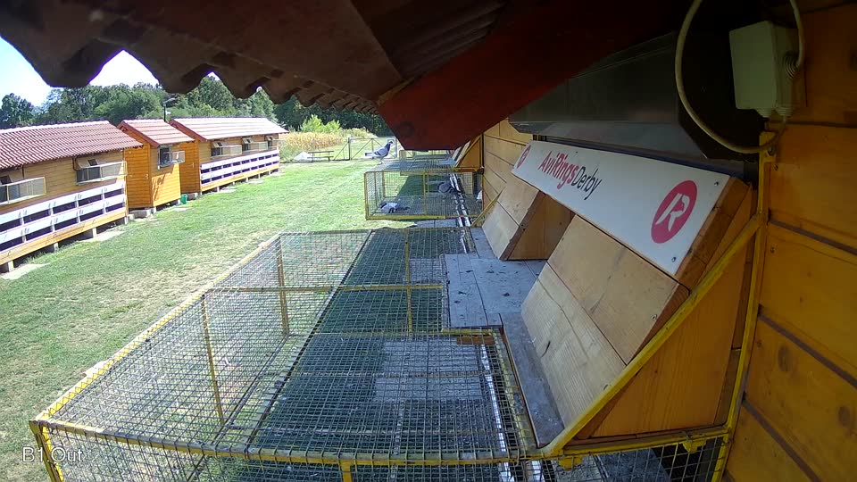 Pigeon Arrival Image For Race Race 5