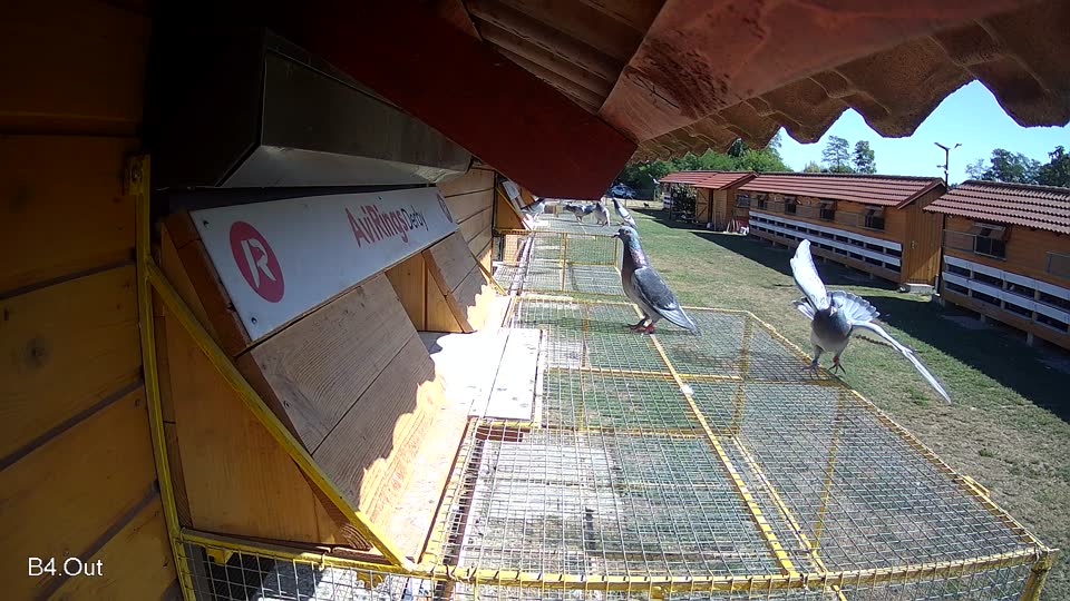 Pigeon Arrival Image For Race Race 3