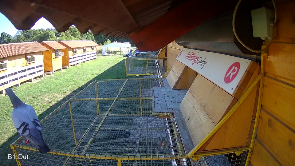 Pigeon Arrival Image For Race Final Race 1/3