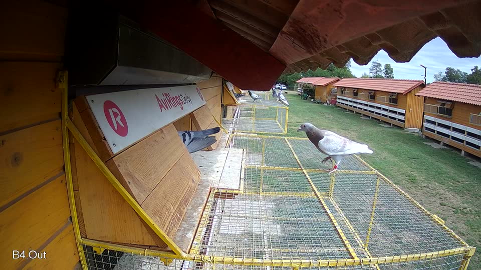Pigeon Arrival Image For Race Race 4