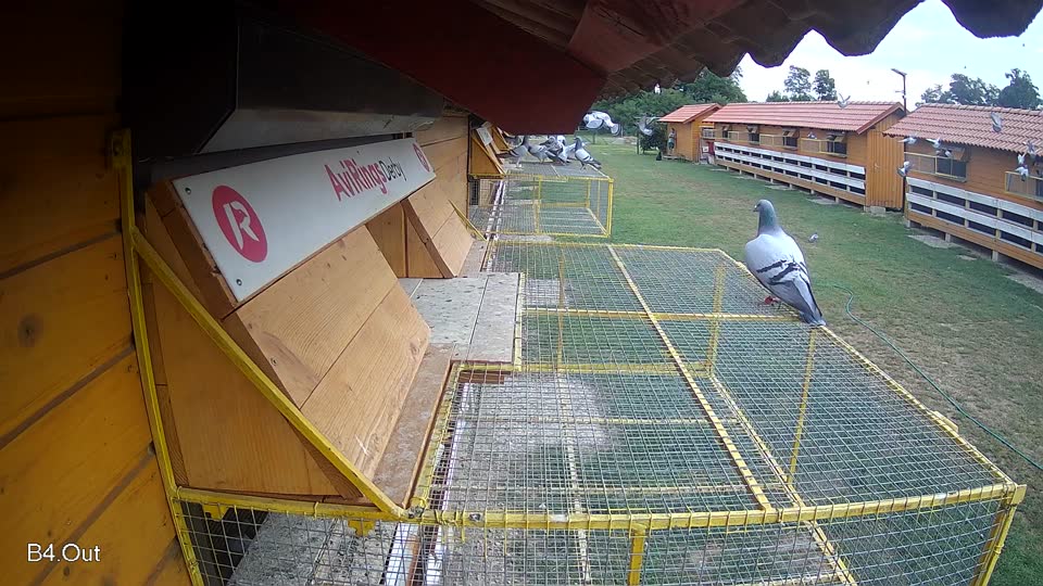 Pigeon Arrival Image For Race Race 3