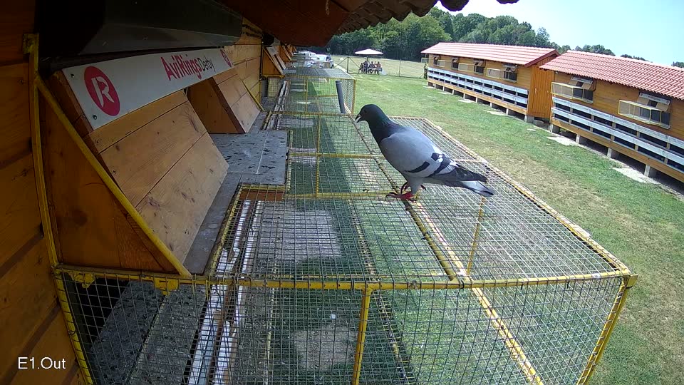 Pigeon Arrival Image For Race Race 4