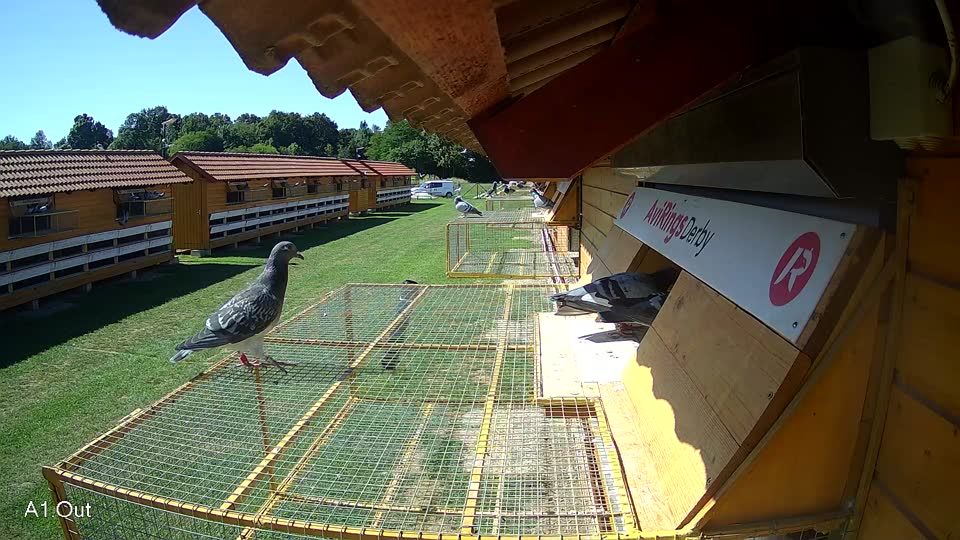 Pigeon Arrival Image For Race Race 2