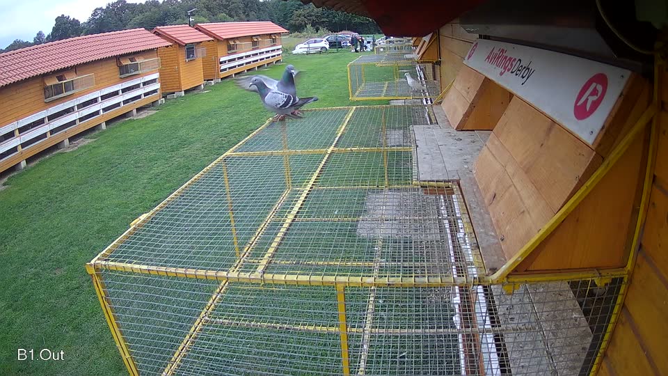 Pigeon Arrival Image For Race Final race 2