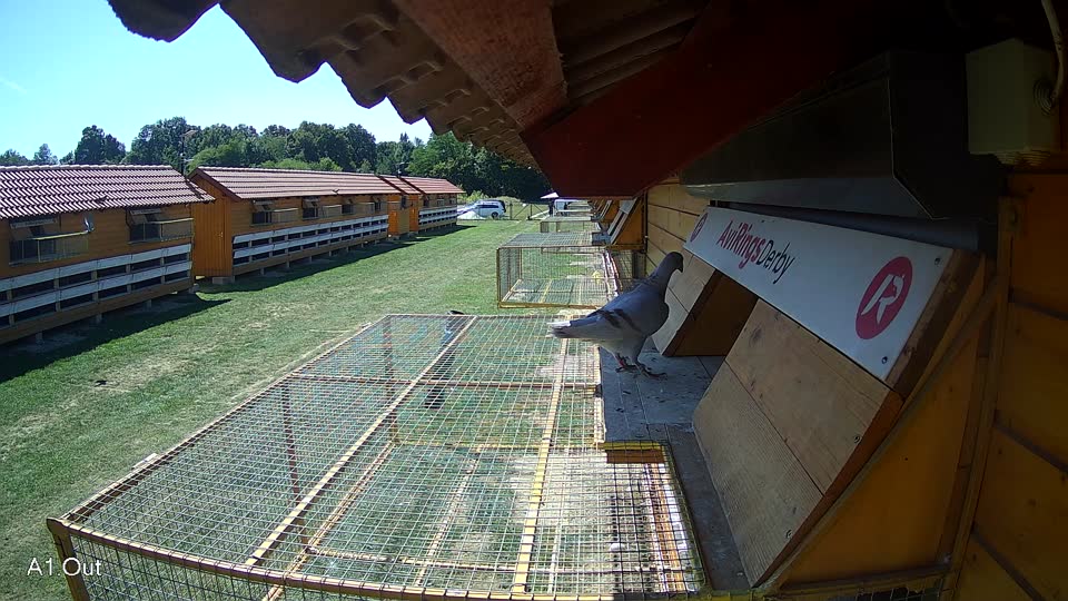 Pigeon Arrival Image For Race Race 5