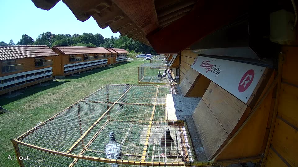 Pigeon Arrival Image For Race Race 1