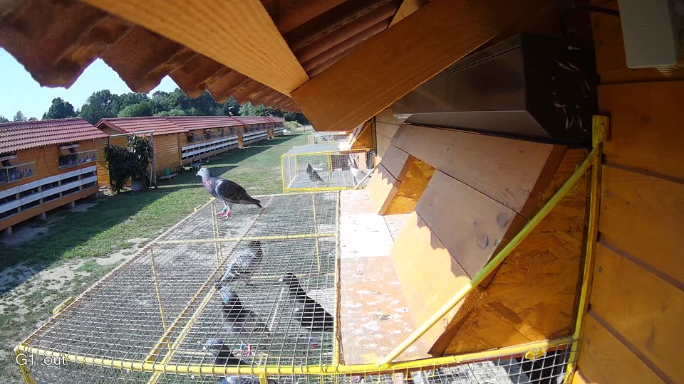 Pigeon Arrival Image For Race Race 1