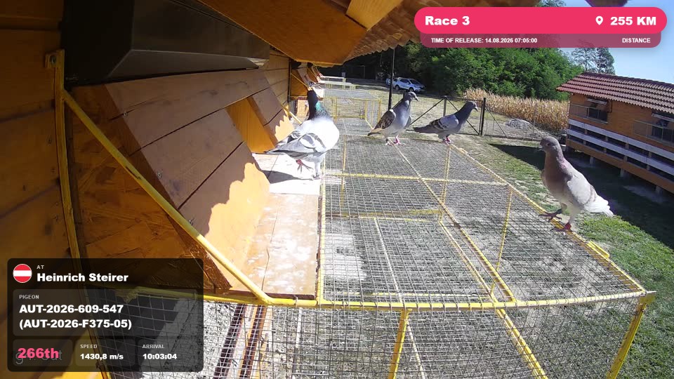 Pigeon Arrival Image For Race Race 3